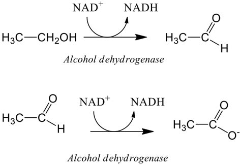 Solved Alcohol dehydrogenase is involved in the metabolism | Chegg.com