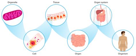 anatomie en fysiologie: H1: inleiding Flashcards | Quizlet