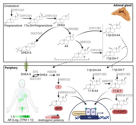 Adrenal androgen synthesis and peripheral activation. The innermost... | Download Scientific Diagram