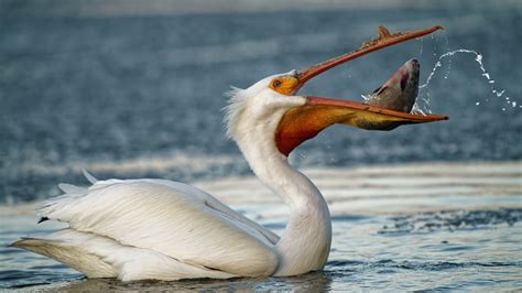 The World’s Greatest Food Lovers: Introducing the Voracious Appetite of Pelicans – Archaeology 24