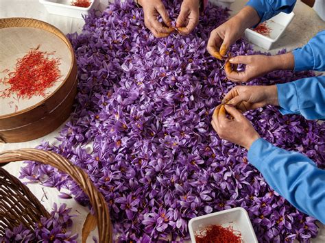 Harvesting saffron : pics