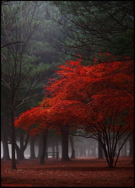 Red tree. | Beautiful landscapes, Tree photography, Beautiful nature