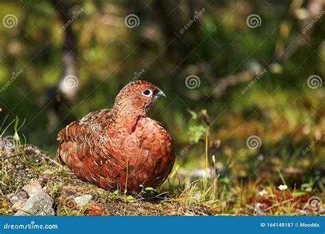 State Bird of Alaska Willow Ptarmigan Denali Stock Image - Image of ...