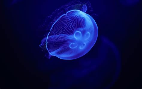 3840x2400 Jellyfish Blue 5k 4K ,HD 4k Wallpapers,Images,Backgrounds,Photos and Pictures