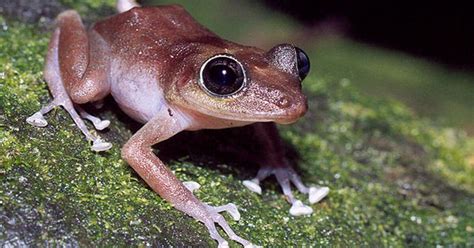 Are Puerto Rico's Loudest Invasive Frogs Coming to Los Angeles? | Redefine | KCET