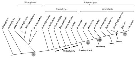 Simplified cladogram showing the phylogenetic relationships between the... | Download Scientific ...