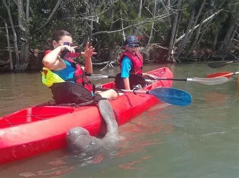 Manatee and Dolphin Kayaking Tour | Paddling.com