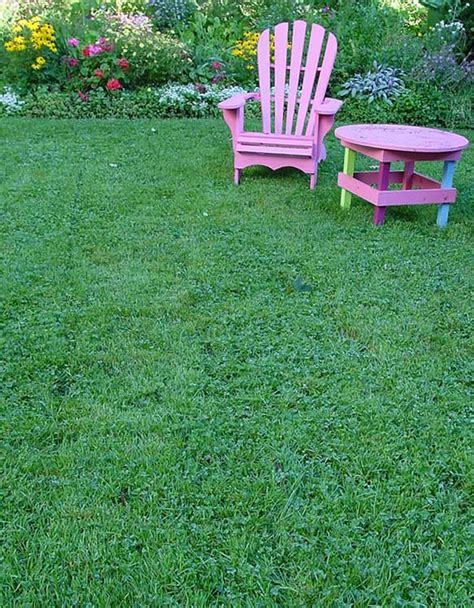 Local Color: Clover- why you want it in your lawn