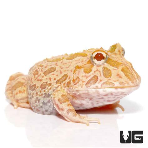 Strawberry Pineapple Pacman Frogs For Sale - Underground Reptiles