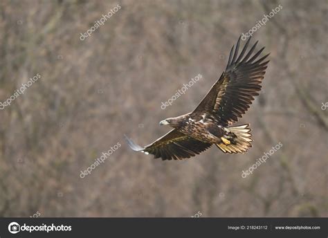 White Tailed Eagle Natural Habitat — Stock Photo © kwasny222 #218243112