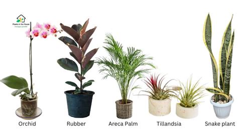 10 Must-have Humidity-increasing Plants for Your Home — Plants in the Room