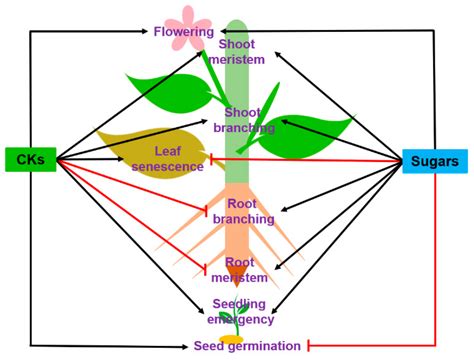 IJMS | Free Full-Text | Convergence and Divergence of Sugar and Cytokinin Signaling in Plant ...