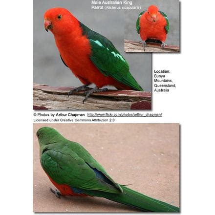 Australian King Parrots aka Eastern Kings, Queensland Kings