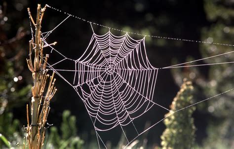 Mimic a Spider Web – Mirror of Nature