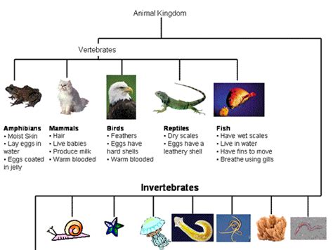 Pin on Classifying Living Things