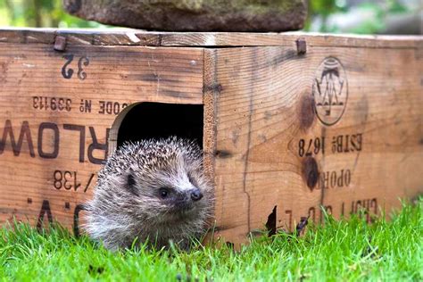 Best Wildlife Homes to Make - BBC Gardeners World Magazine