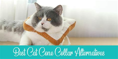 Diy Cone Collar For Cats - Do It Your Self