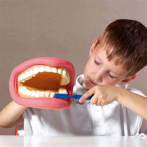 Buy Giant Teeth Dental Demonstration Model | Primary ICT Shop for ...