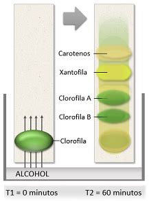Químicas: Ejemplos de Cromatografía