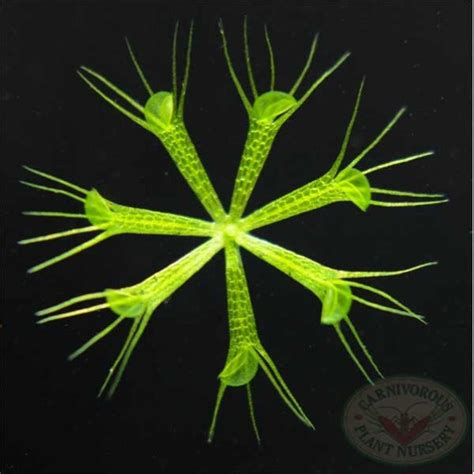 Aldrovanda Vesiculosa - Waterwheel Carnivorous Plant For Sale