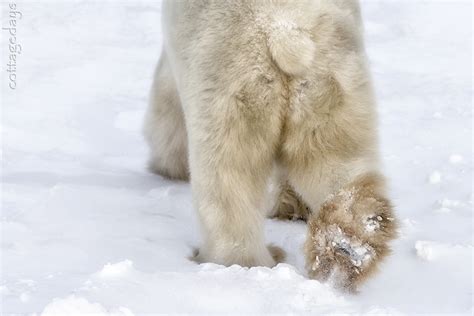 Cottage Days and Journeys: A Tale About a Polar Bear Tail