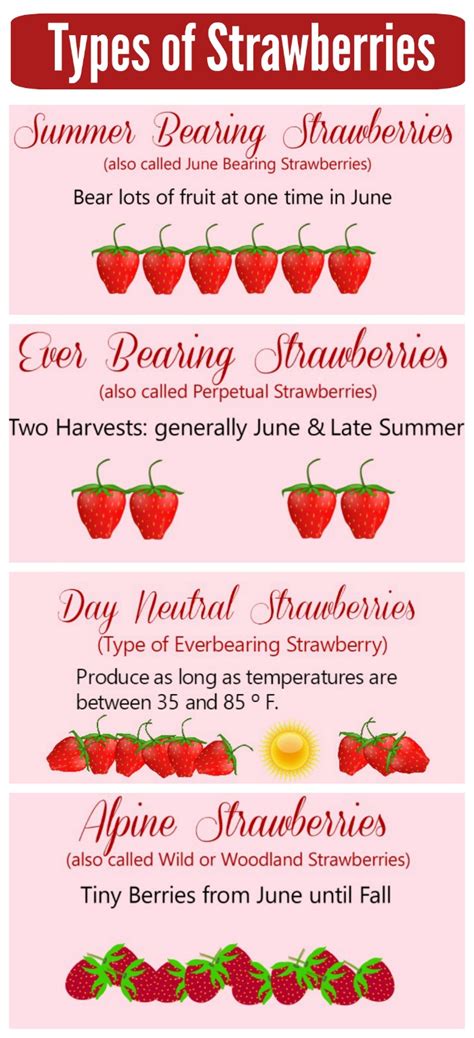 Growing Strawberries -Tips and Tricks for Best Success - The Gardening Cook