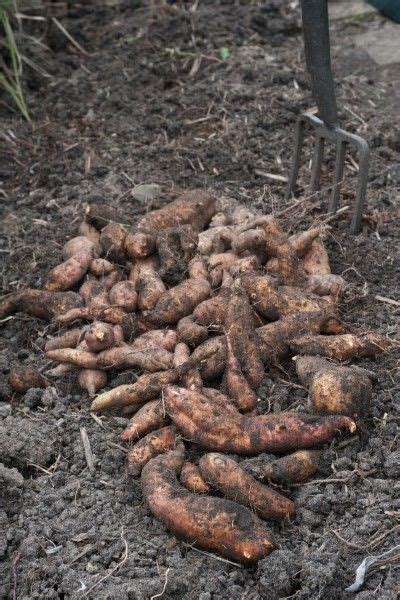 Harvesting And Storing Sweet Potatoes: How To Store Sweet Potatoes After Harvest | Potato ...