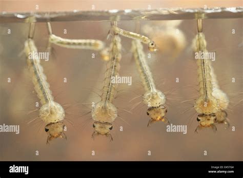 Mosquito larvae culex hi-res stock photography and images - Alamy