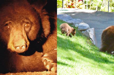 Family shocked after discovering FIVE bears snoring under their home