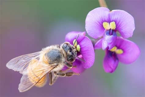 Honey Bee, Purple Lilac Vine h-125 – BeeStill Archival Cards & Prints