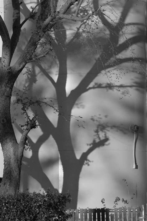 Tree Shadow on Behance