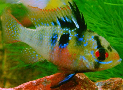 German Blue Ram: Complete Guide For Caring And Breeding – Love Fish Tank