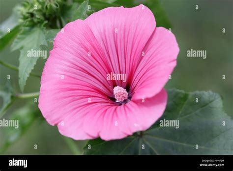 Malvaceae family hi-res stock photography and images - Alamy