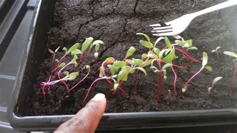 Starting Beets indoors - YouTube