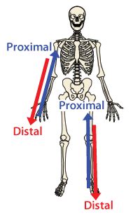 Anatomical Positions - SCIENTIST CINDY