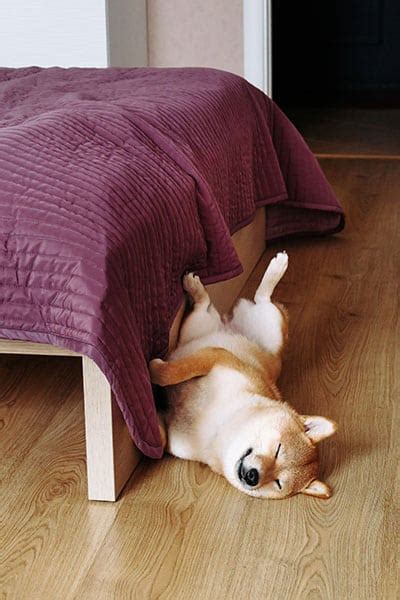 Sleeping Shiba Inus – How Much Sleep Do Shiba Inus Need? - My First Shiba Inu