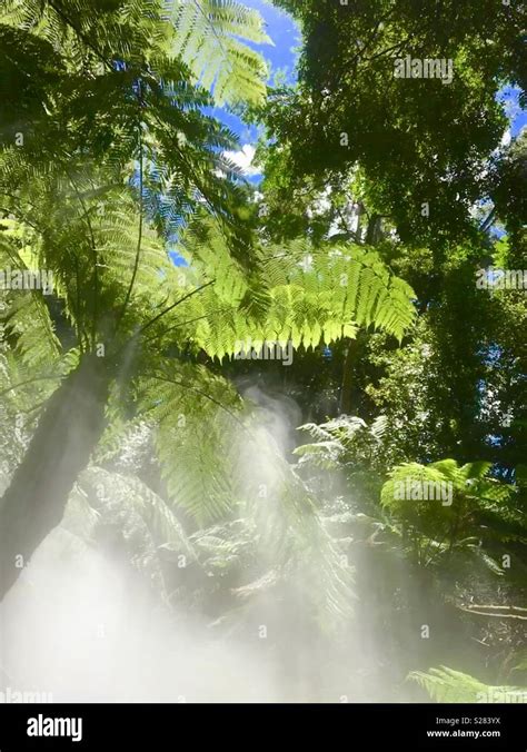 Ferns in a rainforest Stock Photo - Alamy