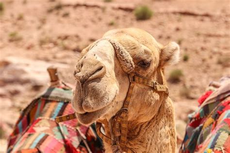 Thousands of feral camels in Australia to be killed to help global ...