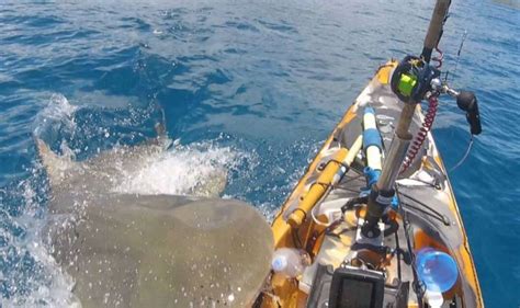 Shark attack: Terrifying moment massive shark takes chunk out of boat ...