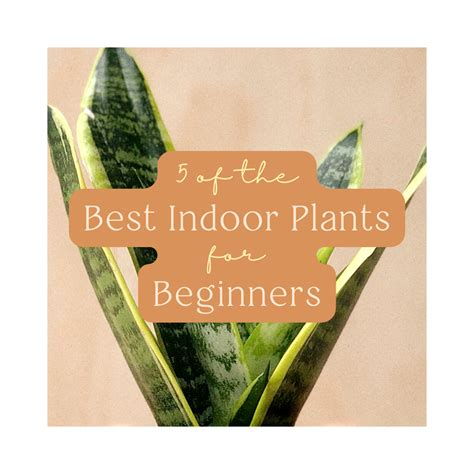 5 of the Best Indoor Plants for Beginners | Frond Plant Supply