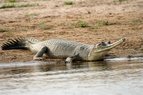 WILD INDIA!!!: Chambal ravines all set for 'wild' makeover