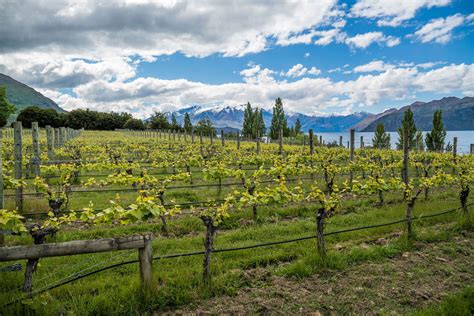 Rippon Vineyard in Wanaka - Falstaff - Falstaff