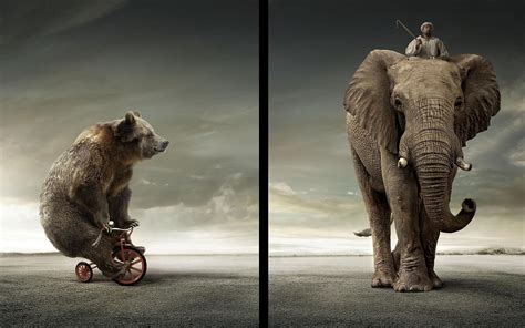 bear, Vs, Elephant Wallpapers HD / Desktop and Mobile Backgrounds