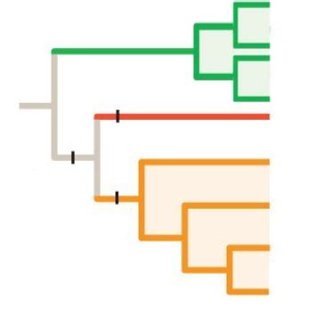 Solved How many monophyletic groups are present in the | Chegg.com