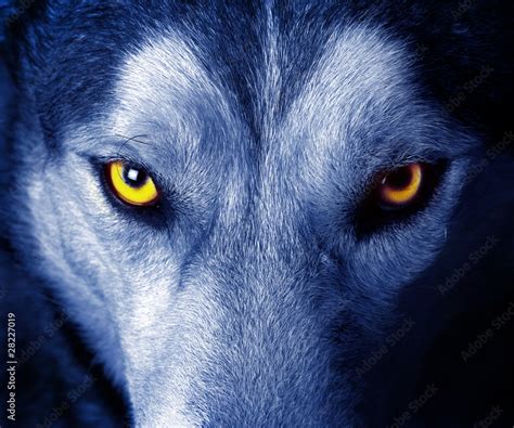 beautiful eyes of a wild wolf. Stock Photo | Adobe Stock