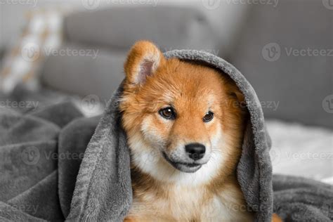 Portrait of a shiba inu puppy. Japanese shiba inu dog. The dog lies on ...