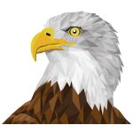 Bald eagle vector graphics | Free SVG