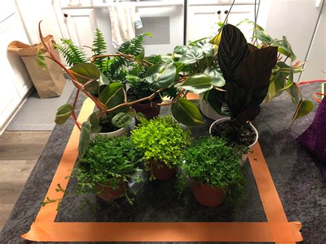 Getting ready for my first Vivarium! Feedback on the plants? : r/Vivarium