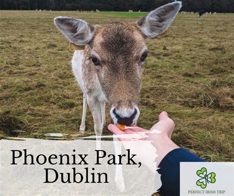 Phoenix Park, Dublin – Perfect Irish Trip