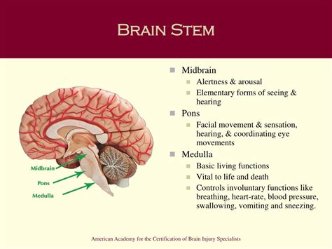 PPT - Chapter 3: Understanding the Brain and Brain Injury PowerPoint ...